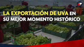 El oro de los vi&ntilde;edos peruanos: R&eacute;cord hist&oacute;rico en la exportaci&oacute;n de uva