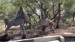 Koedoes