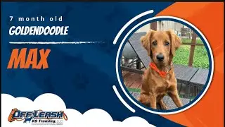 Golden Doodle 🐾Off leash Training | Best Dog Trainer | Reno, NV🐾