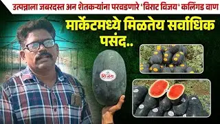 उत्पन्नाला जबरदस्त अन शेतकऱ्यांना परवडणारे विराट विजय कलिंगड वाण | मार्केटमध्ये मिळतेय सर्वाधिक पसंद