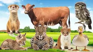 Cute Little Animals: Goose, Wild Cat, Owl, Duck, Cow, Otter - Animal Paradise