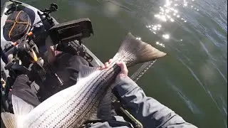 Striped Bass Fall Run Madness in CT!