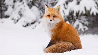 Wild Fox Sim 3D 🦊 Обзор на игру)