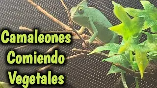 Que Comen Los Camaleones