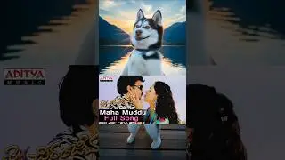 Maha Muddu Husky dance |Jai Chiranjeeva Songs | Chiranjeevi, Sameera Reddy, Bhoomika |#shorts #viral
