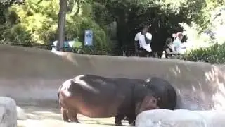 Man hits hippos ass at LA zoo