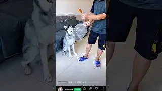 Husky must be angry 😡 , funny video , Men fart on dog 😂 #comedyshorts #chinesefunnyvideo #huskydog