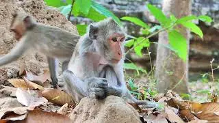 Wow! amazing Shannia baby drop down under gap of stone, Mom take in fast aways, Jades feed soil