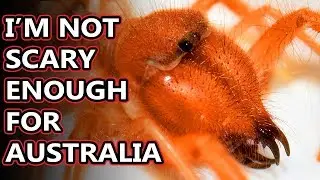 Camel Spider facts: they aren't camels; they aren't spiders, too | Animal Fact Files