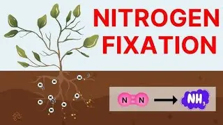 # nitrogen # fixation # vision classes#Geography #