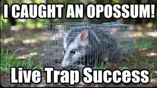 How to Set Up A LIVE Trap #LiveTrap #AnimalTrapping