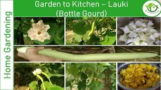 Garden to Kitchen - Bottle Gourd (Lauki)| Sowing to Harvest | Lauki Recipes from Soup to Sweet dish