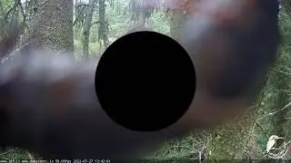 Pie Rotas ligzdā ielido jūras ērglis.:((27.07.2022