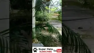 OMG !!! | Face to Face with a komodo dragon | Monitor lizard|