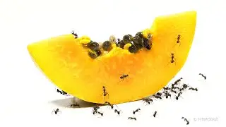 Ants Eating Papaya Timelapse / Macro Videos
