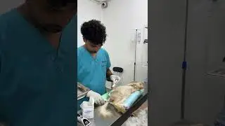Cat Neuter Surgery 🐱❤️CatLovers #SpayAndNeuter #AnimalWelfare
