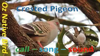 Bird Watching ft Crested Pigeon Calling | Oz Native Bird I Crested Pigeon Singing