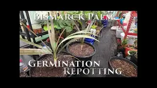 Bismarck Palm Tree Seed Germination and Repotting Update #quictent #BismarckPalm #greenhouse #palm