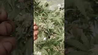how to tell when your cannabis seeds are ready