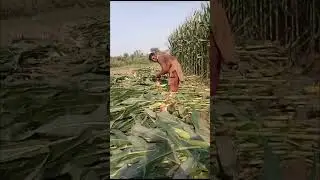 Traditional Method of Harvesting Corn in Pakistan ❤️ Punjab Village Life ❤️