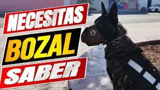 🐾 Todo lo que necesitas saber sobre el  bozal para perro
