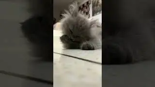 Hello I am a traditional persian male kitten, and I go by the name Nero Hutum!