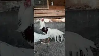 Yokohama chicken 🐔🥰 #shorts #ytshortsfeed #trending #youtubeshorts