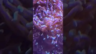ये क्या है 🪸 Frogspawn Coral 🤔 #youtubeshorts #jasjasworld #nature