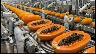 Inside the Papaya Processing Factory: Robots Dicing MILLIONS of Fruits Daily!