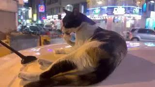 I LOVE STREET CATS ❤️I REALLY EM😘