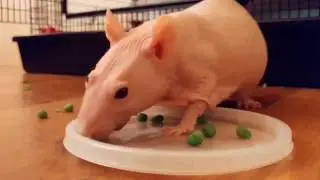 A Hairless Rat and His Peas