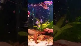 120L Aquarium Update 🐠 | Tamil Fish Tank | Community Tank #aquarium #fishtank #fish