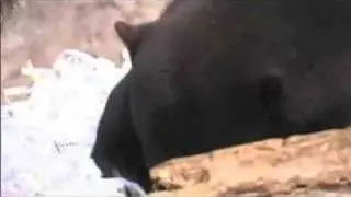 Bear Awareness Days features newest residents