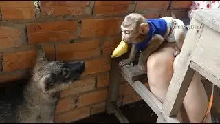 Awesome Judo Come Up Stairs To Request Banana From Dodo, Dodo So Much Hate Banana