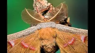Moths Are People Too - Sarasota Moth Photos