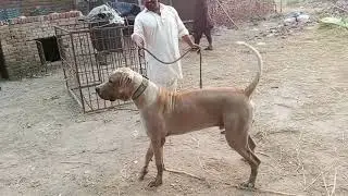 Pakistani Bully Kutta &ndash; The Real King of Dogs 🐾 | Powerful Desi Mastiff