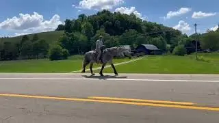 Nice dapple gray percheron cross mare for sale.