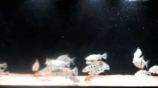 05 april 2015 led light update