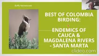 Birding in Colombia including Santa Marta, the Cauca and Magdalena Valleys with Lelis Navarrete
