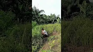 good news social experiment pulubi,paano kontrolin ang peste sa bukid,pinoy farmer experiment