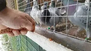 Racing pigeons blog, loft Lithuania