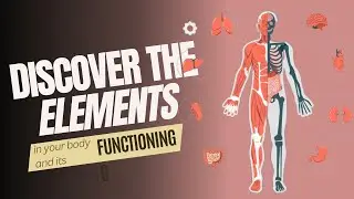 What Makes Up 96% of Your Body? | The Building Blocks of Life: Discovering the Elements in Your Body