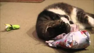 Cat Opens Christmas Present