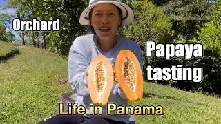 Papaya fruit tasting from our orchard 