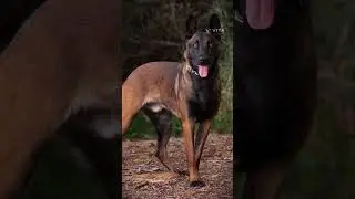 🥵🥵 top-3 dangerous dogs in the world || #dogawareness #unknownfact #danger || like and subscribe