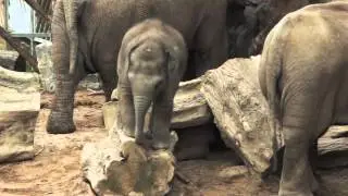 Crying Baby Elephant Stuck On Log