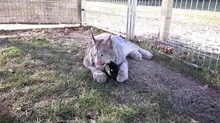 Max Canada Lynx & Mr. Beaver 12-9-18