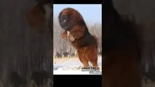 top 3 dangerous dogs in the world#MM facts