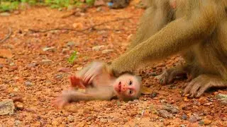 The Story Of Luna With Baby Luno |Monkey Tube