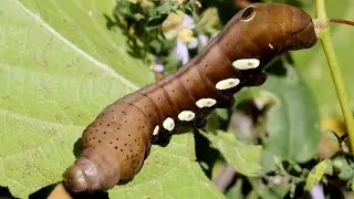 Pandora Sphinx Moth Larva - Eumorpha pandorus